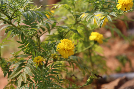 More flowers in the tree with leafの写真素材