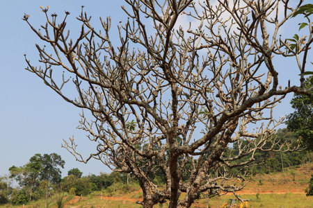 The temple tree in the landの写真素材