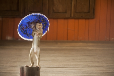 Monkey howsの写真素材
