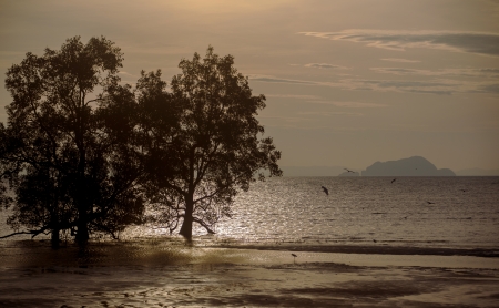 Mangrove swamp Nature studies pathの写真素材