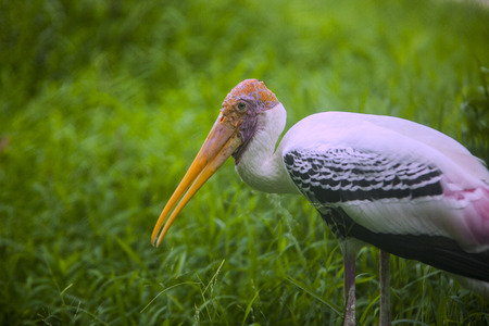 Fish-eating birdsの写真素材