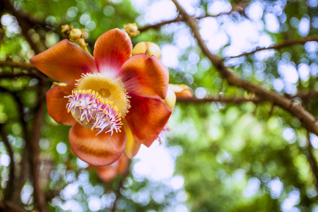 Flowersの写真素材