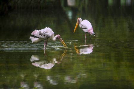 Fish-eating birds