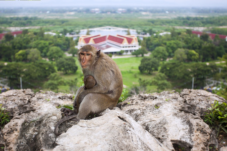 Monkeyの写真素材