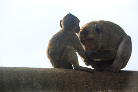 Monkey
