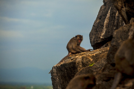 Monkey