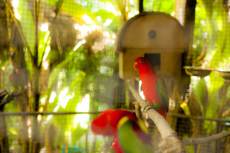 Parrot adhesive back rake
