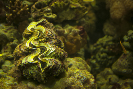 Coralの写真素材