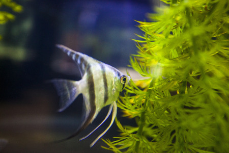 Marine fishの写真素材