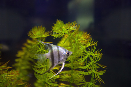Marine fish