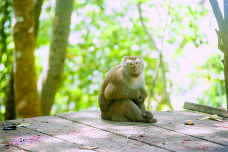 Monkeyの写真素材