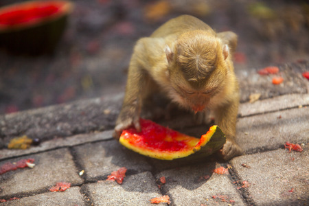 Monkey eating watermelonの写真素材