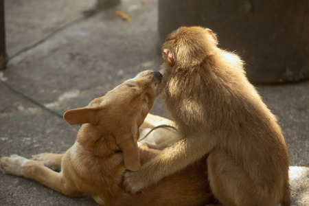 Monkey and dog are friendsの写真素材