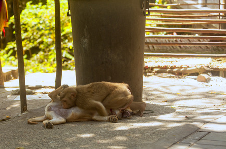 Monkey and dog are friendsの写真素材