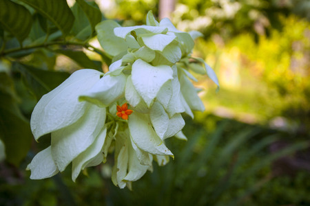 White Leaf Flowersの写真素材