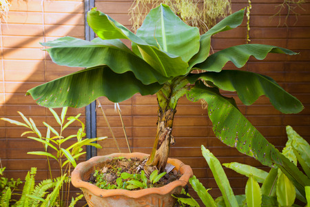Banana trees in potsの写真素材