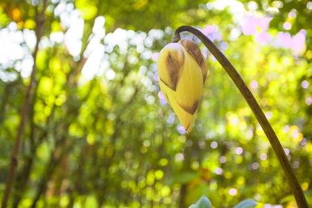 White Lotusの写真素材