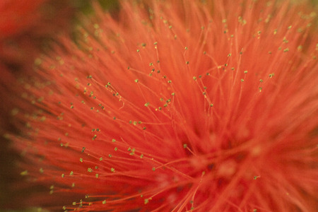 Red Flowerの写真素材