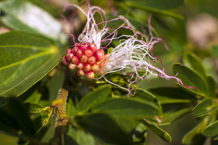 A dash of red, green leaves and white flowers.