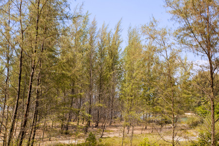 Pine trees and wallsの写真素材