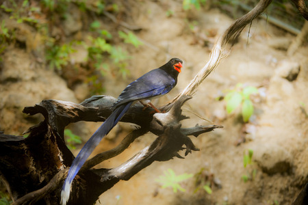 Parrotの写真素材