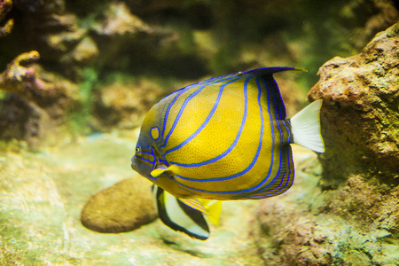 Marine fish