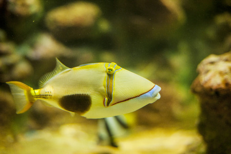 Marine fishの写真素材