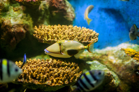 Marine fish