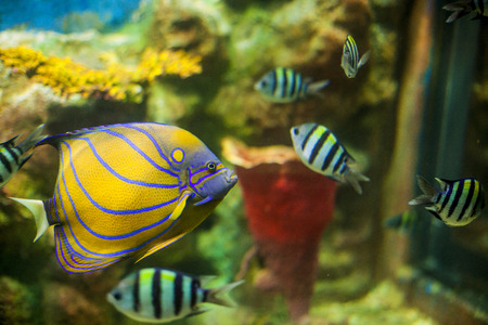 Marine fish