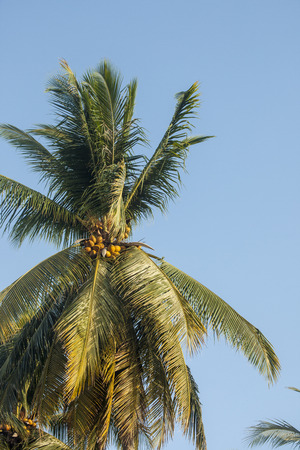 Coconut plantationsの写真素材
