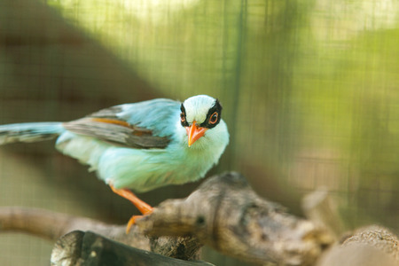 Parrotの写真素材