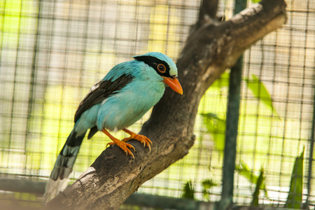 Parrotの写真素材
