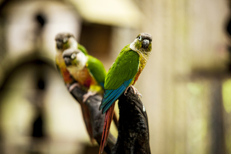 Parrotの写真素材