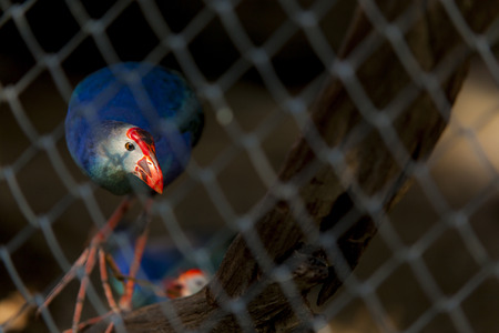 Fish-eating birdsの写真素材