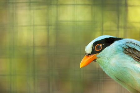 Parrotの写真素材