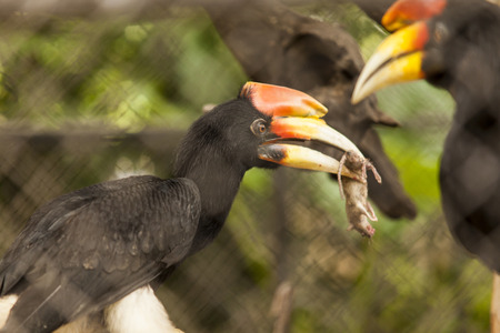 Hornbillの写真素材