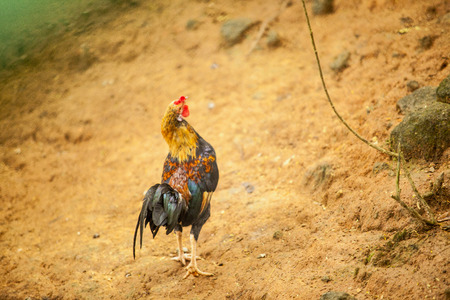 Bantam