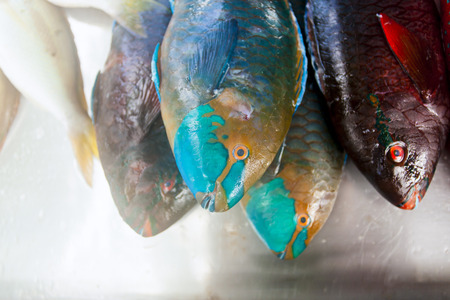 Marine fishの写真素材