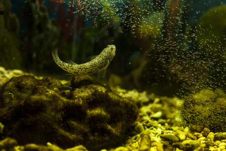 Marine fishの写真素材