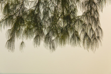 Pine treesの写真素材