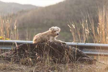 Dogの写真素材