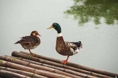 duckの写真素材