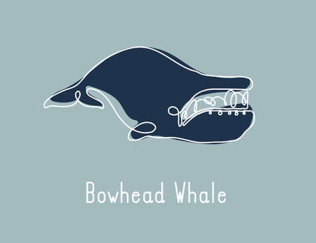 Single continuous line drawing of bowhead whale for marine company logo identity. Big fish mammal animal mascot concept for business logotype. Modern one line draw design illustration vector graphicのイラスト素材