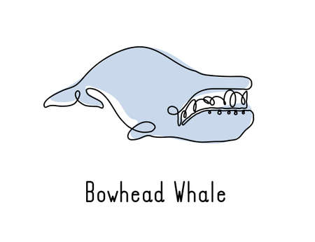 Single continuous line drawing of bowhead whale for marine company logo identity. Big fish mammal animal mascot concept for business logotype. Modern one line draw design illustration vector graphicのイラスト素材