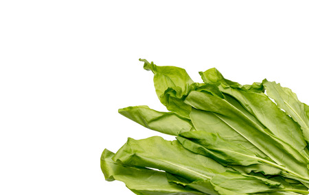 A small bunch of green sorrel lies in the lower right corner of the white fieldの写真素材