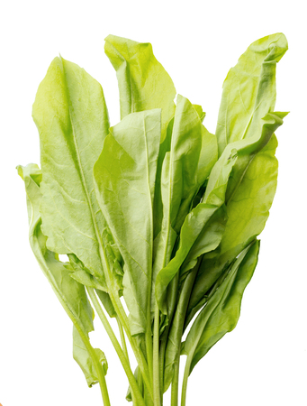 A small bunch of green sorrel lies verlically on a white fieldの写真素材