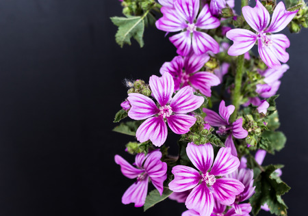 purple flowers of the field