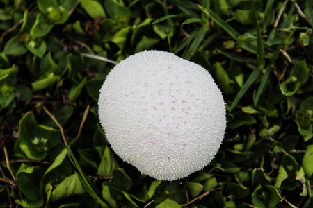 White mushroomの素材