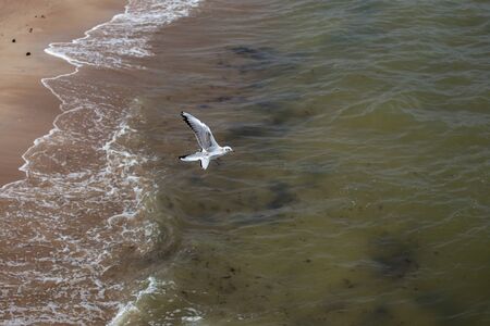 Seagull in the Sky. Palanga, Lithuania