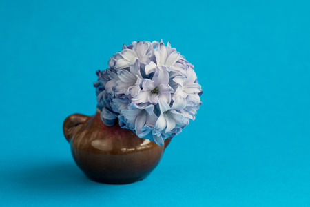 Hyacinth in vase on blue background. Selective focusの写真素材